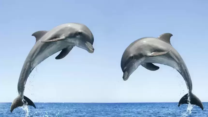 10 Fakte Fantastike Per Delfinet
