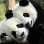 Pandat 30 Fakte Interesante Qe Nuk I Dinit Per Panda