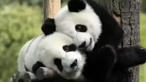 Pandat 30 Fakte Interesante Qe Nuk I Dinit Per Panda