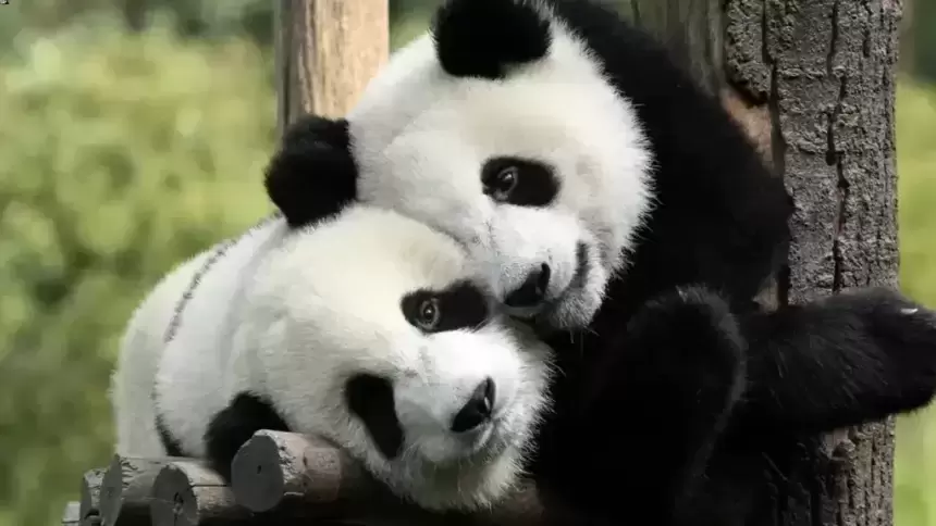 Pandat 30 Fakte Interesante Qe Nuk I Dinit Per Panda