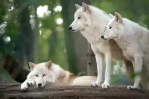 Ujqit 40 Fakte Magjepsese Dhe Interesante Te Ujkut